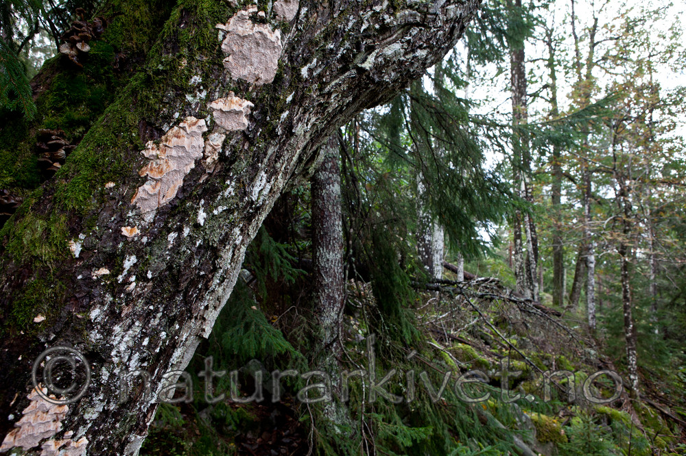 KA_110919_3523 / Pachykytospora tuberculosa / Eikegreinkjuke