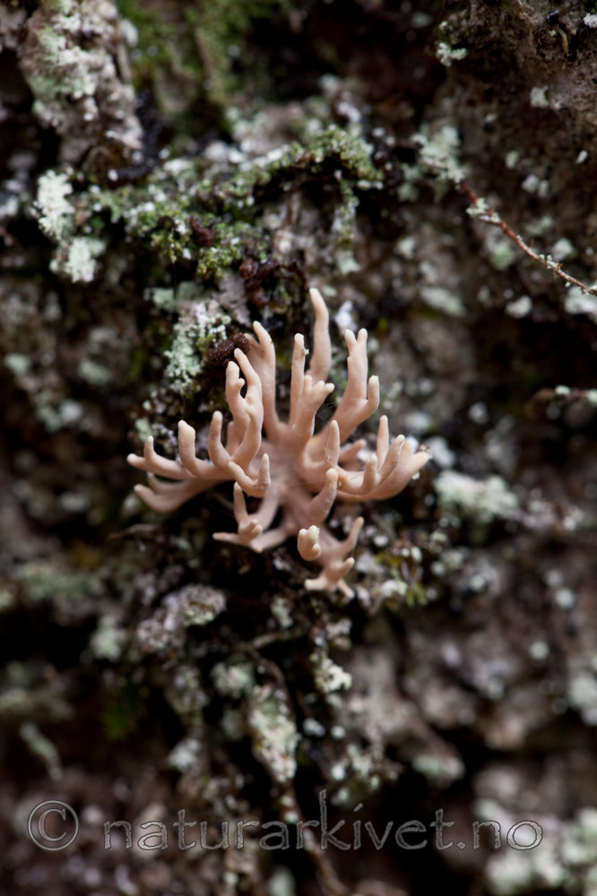 KA_110920_3577 / Lentaria byssiseda / Vedkorallsopp