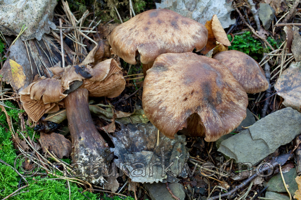 KA_110923_3743 / Cortinarius terribilis