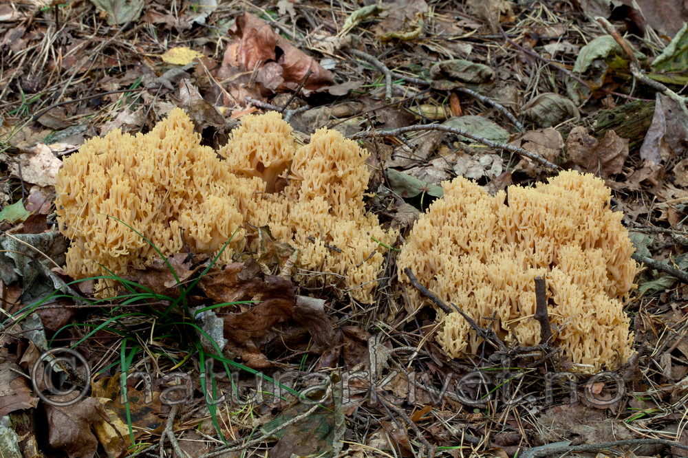KA_110923_3744 / Ramaria flavescens / Stor korallsopp