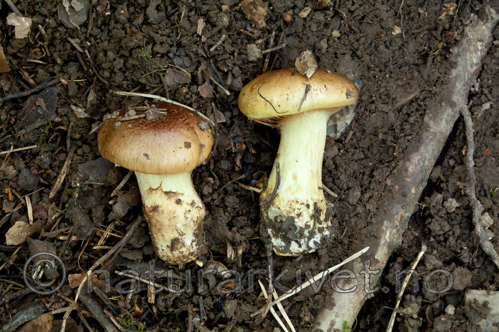 KA_110923_3755 / Cortinarius bulbopodius / Søsterslørsopp <br /> Cortinarius nanceiensis / Bananslørsopp