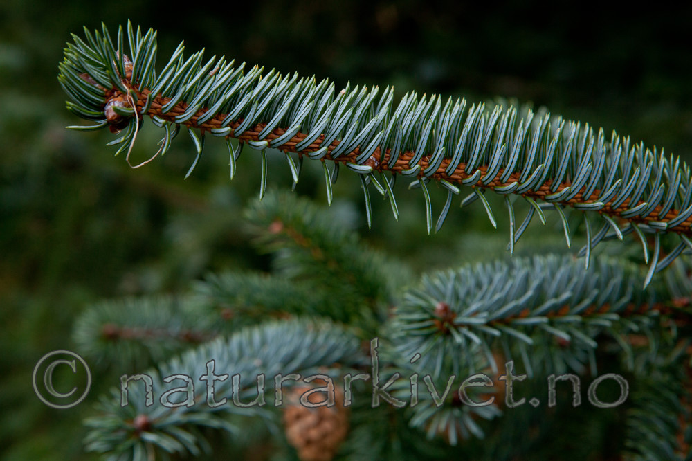 KA_111104_4265 / Picea sitchensis / Sitkagran
