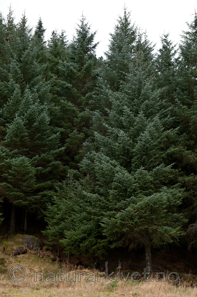 KA_111104_4267 / Picea sitchensis / Sitkagran