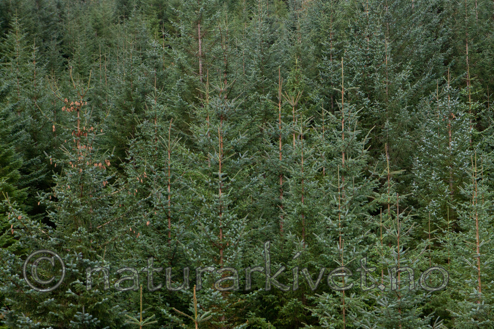 KA_111104_4268 / Picea sitchensis / Sitkagran
