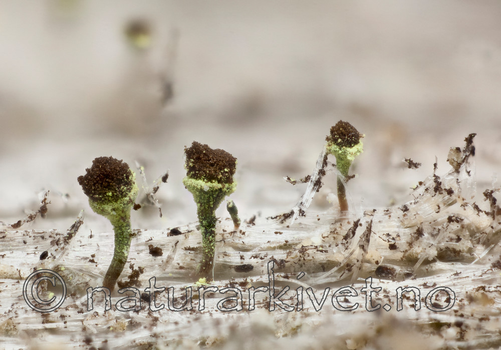 KA_111222_phaeocephala / Chaenotheca phaeocephala / Stautnål