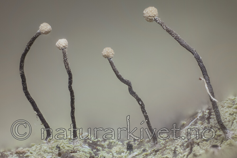 KA_111223_gracilenta2 / Chaenotheca gracilenta / Hvithodenål