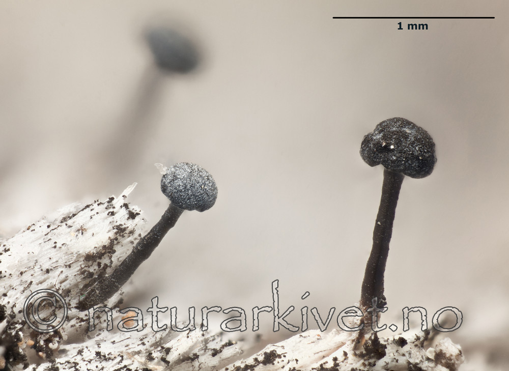 KA_111227_fennica_mm / Chaenothecopsis fennica