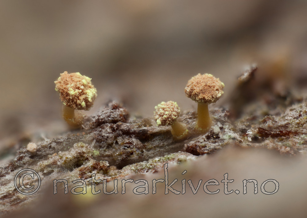 KA_120207_amabilis_2 / Sclerophora amabilis / Praktdoggnål