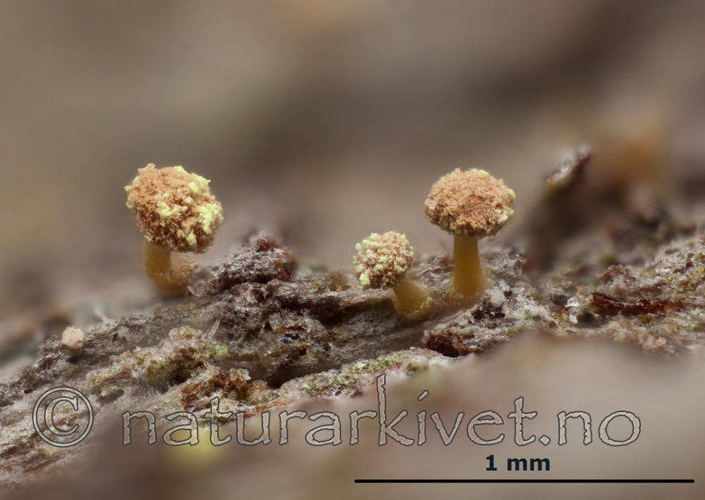 KA_120207_amabilis_2_mm / Sclerophora amabilis / Praktdoggnål