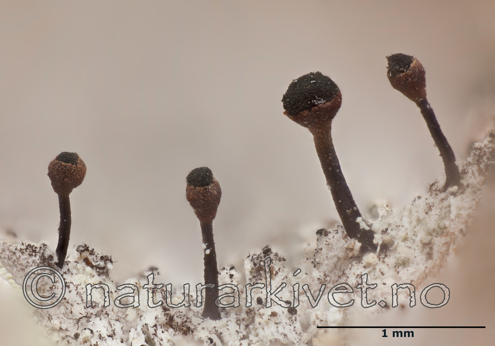 KA_120207_salicinum_mm / Calicium salicinum / Rødhodenål