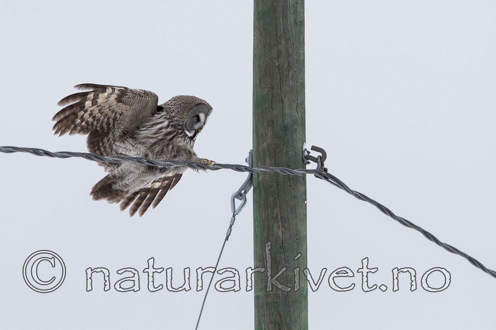 KA_120322_0142 / Strix nebulosa / Lappugle