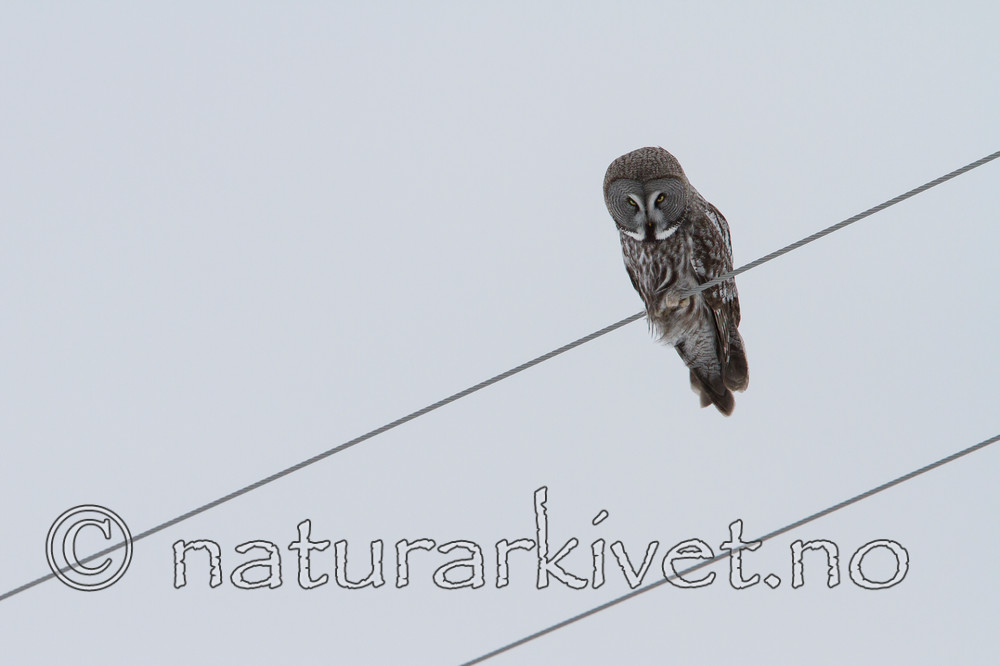 KA_120322_0153 / Strix nebulosa / Lappugle