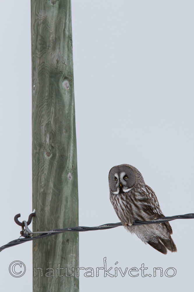 KA_120322_0161 / Strix nebulosa / Lappugle