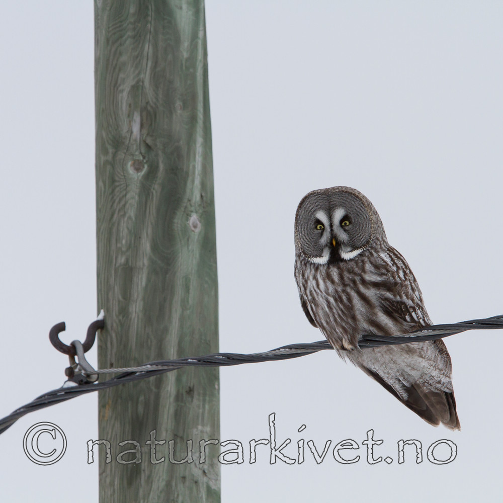 KA_120322_0165 / Strix nebulosa / Lappugle