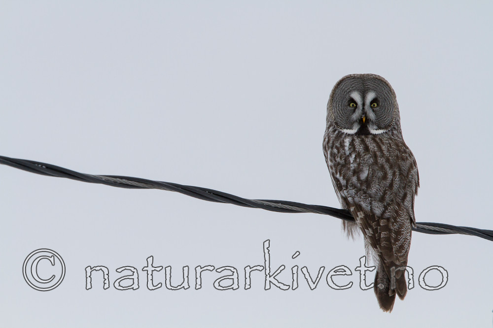 KA_120322_0189 / Strix nebulosa / Lappugle