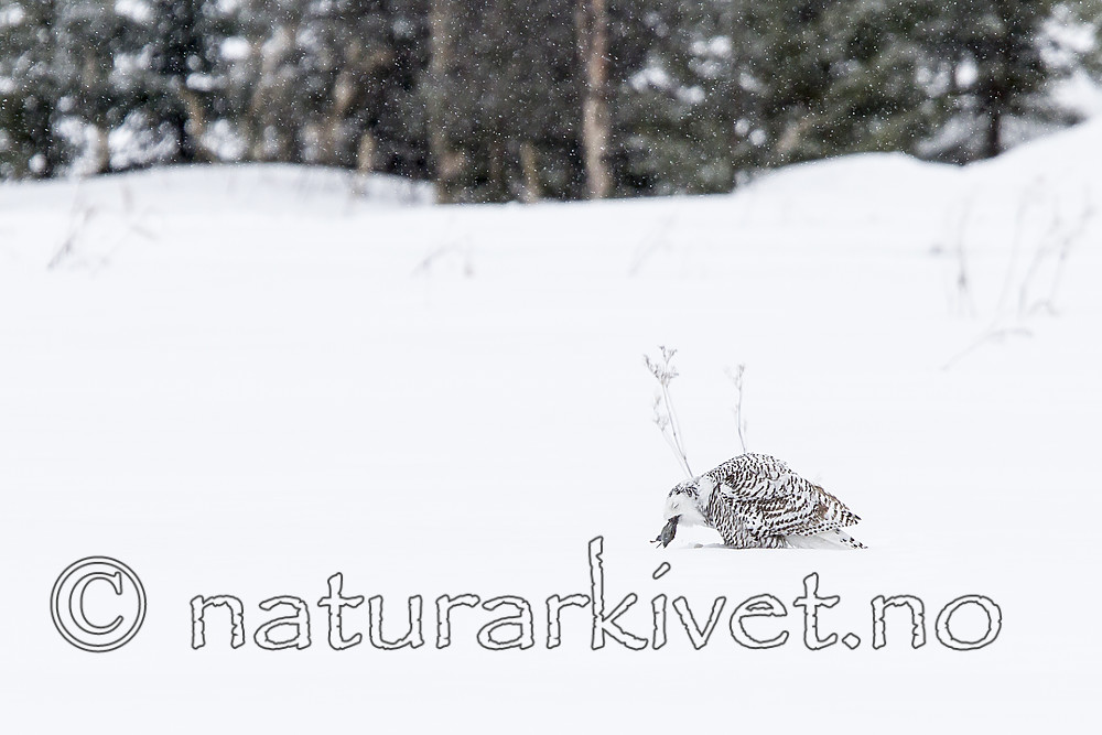 KA_120322_0252 / Bubo scandiacus / Snøugle