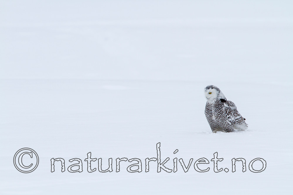 KA_120322_0367 / Bubo scandiacus / Snøugle