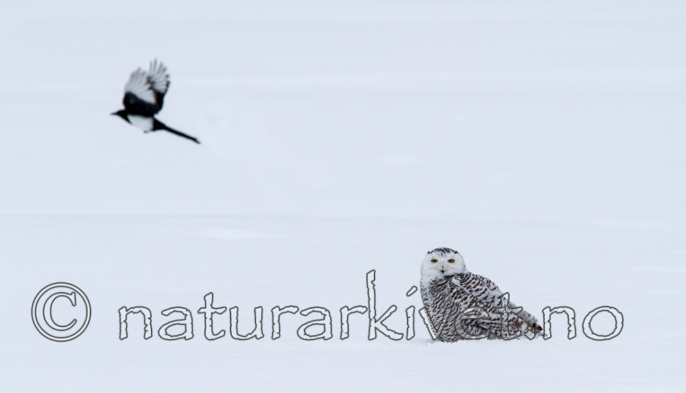 KA_120322_0397 / Bubo scandiacus / Snøugle <br /> Pica pica / Skjære