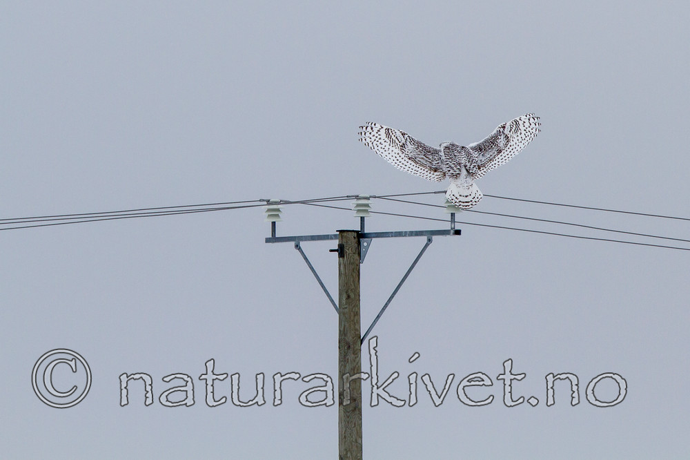 KA_120322_0409 / Bubo scandiacus / Snøugle