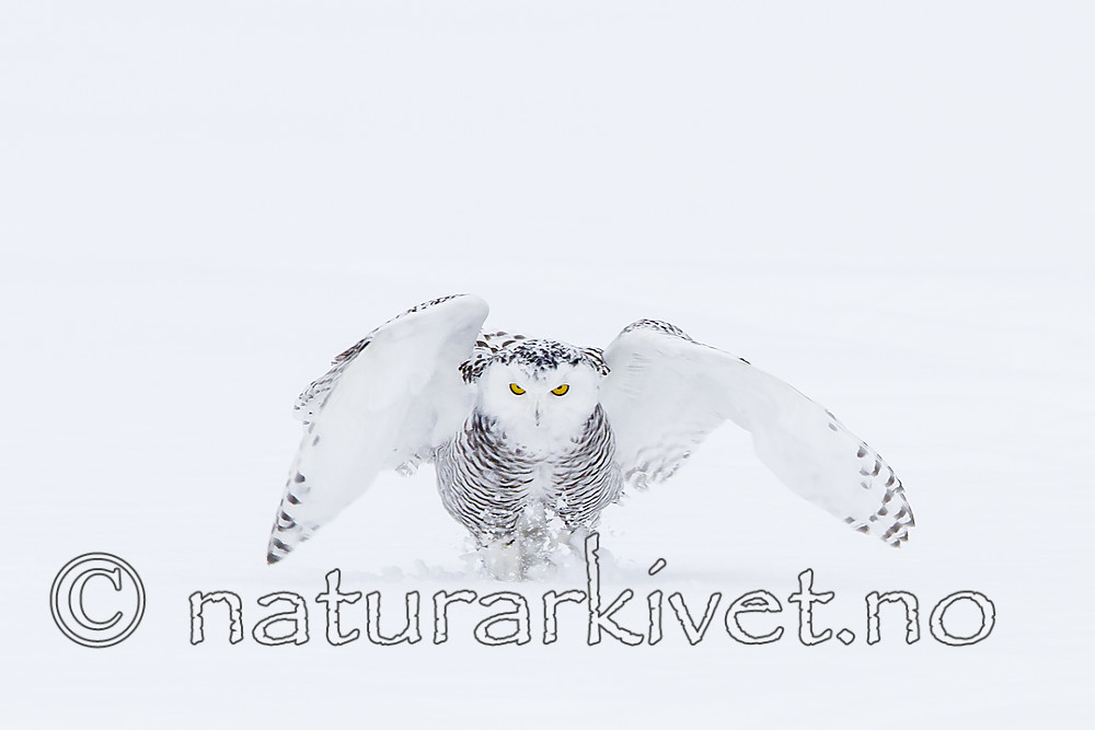 KA_120322_0431 / Bubo scandiacus / Snøugle