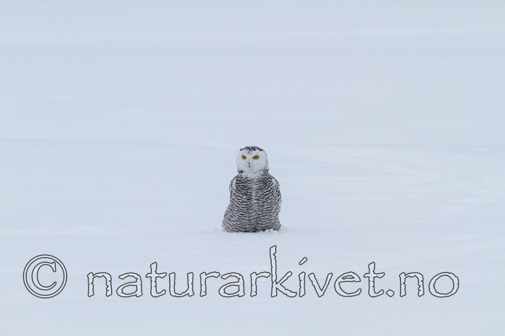 KA_120322_0435 / Bubo scandiacus / Snøugle