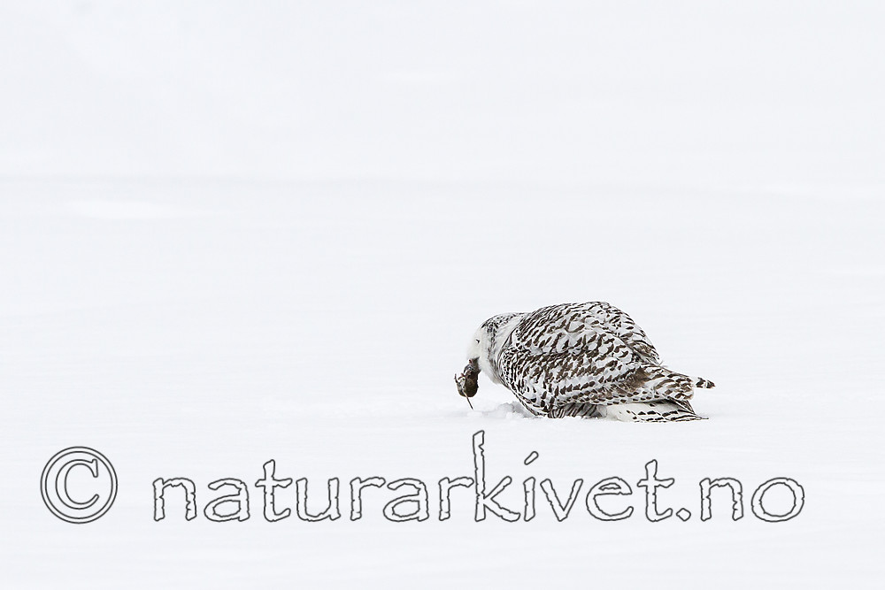 KA_120322_0439 / Bubo scandiacus / Snøugle