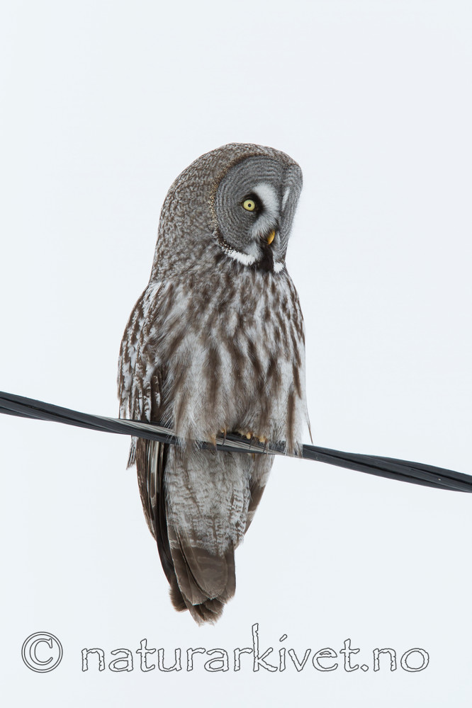 KA_120323_0469 / Strix nebulosa / Lappugle