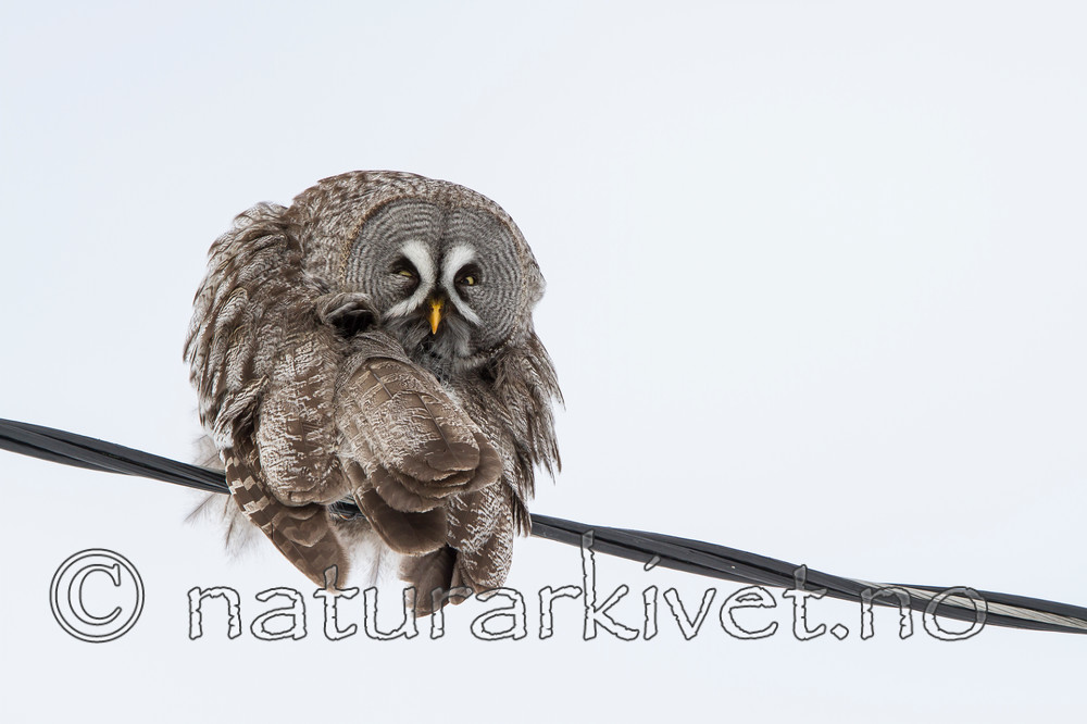 KA_120323_0479 / Strix nebulosa / Lappugle