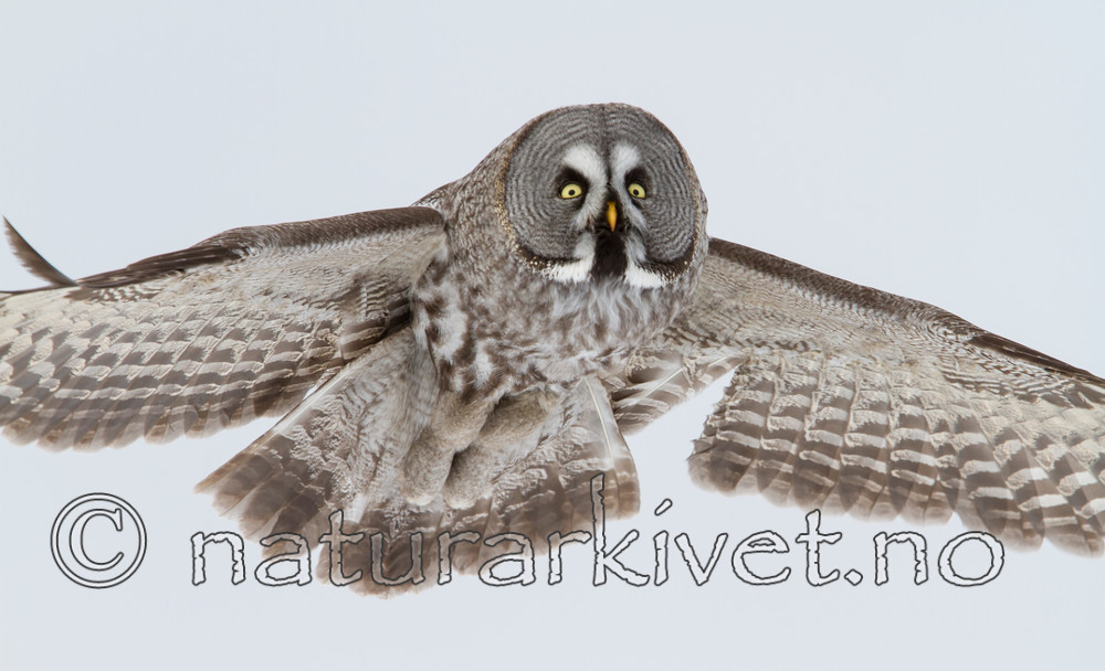 KA_120323_0500 / Strix nebulosa / Lappugle