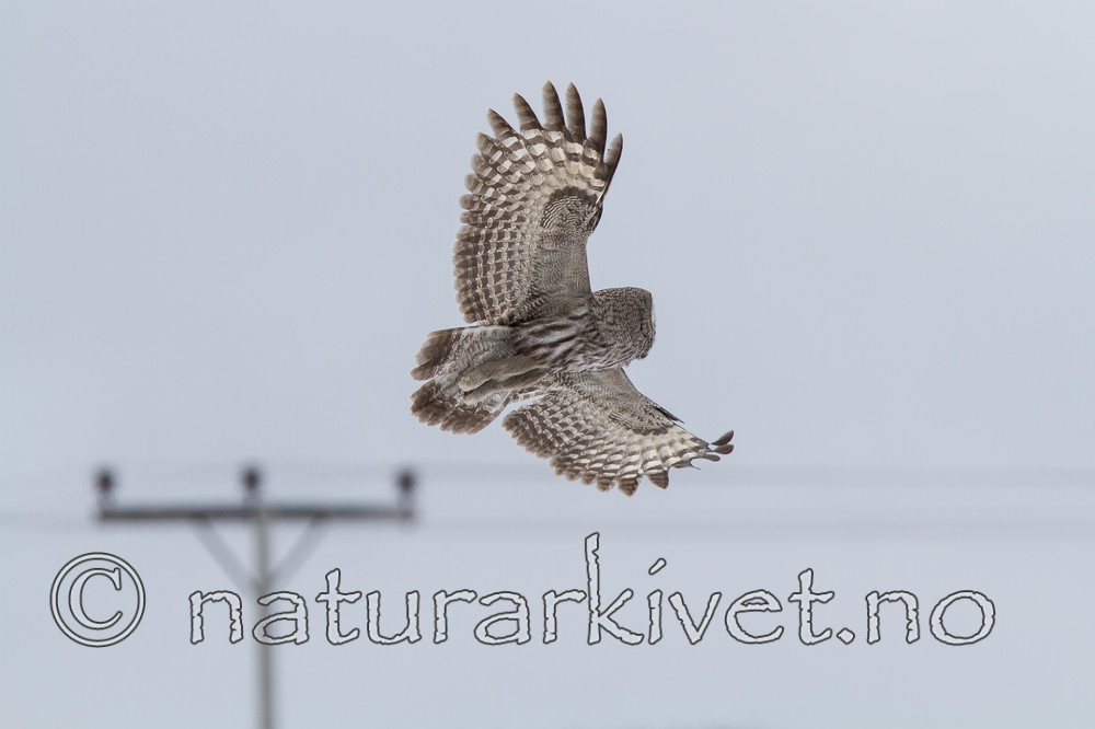 KA_120323_0519 / Strix nebulosa / Lappugle