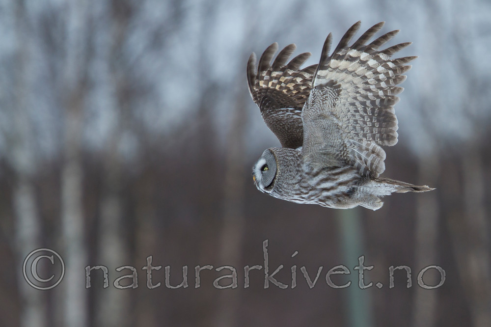 KA_120323_0539 / Strix nebulosa / Lappugle