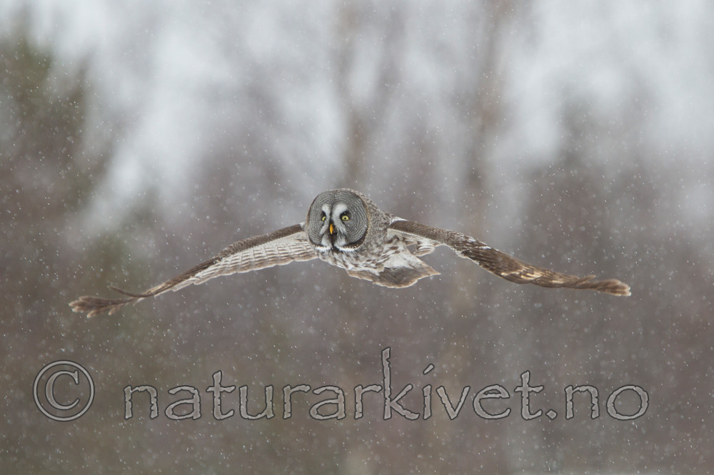 KA_120323_0564 / Strix nebulosa / Lappugle