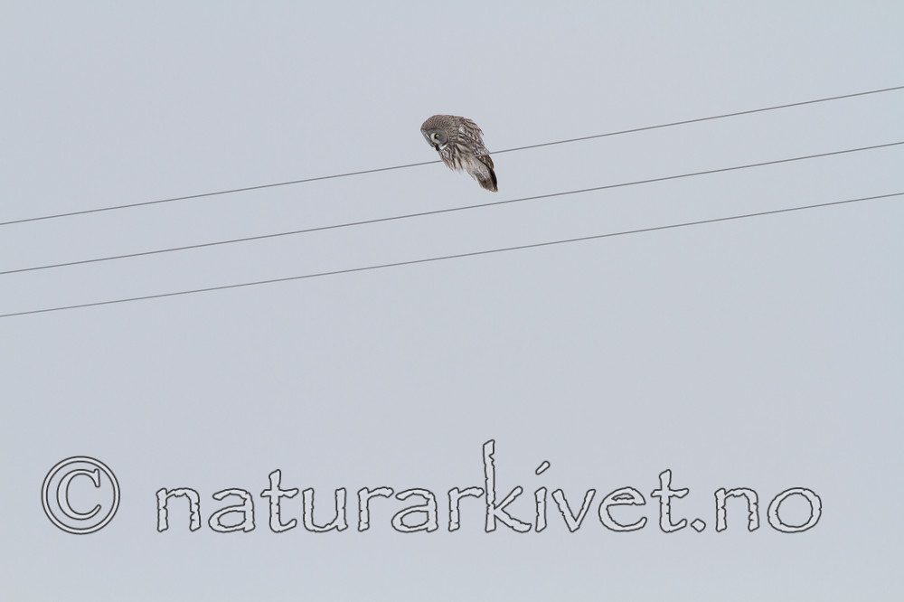 KA_120323_0578 / Strix nebulosa / Lappugle