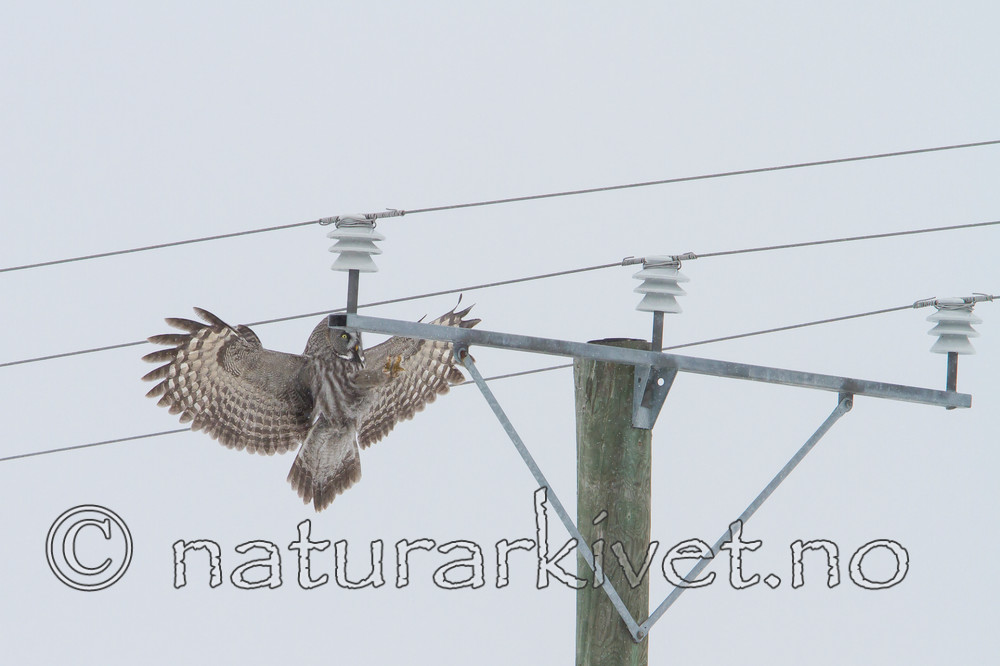 KA_120323_0580 / Strix nebulosa / Lappugle