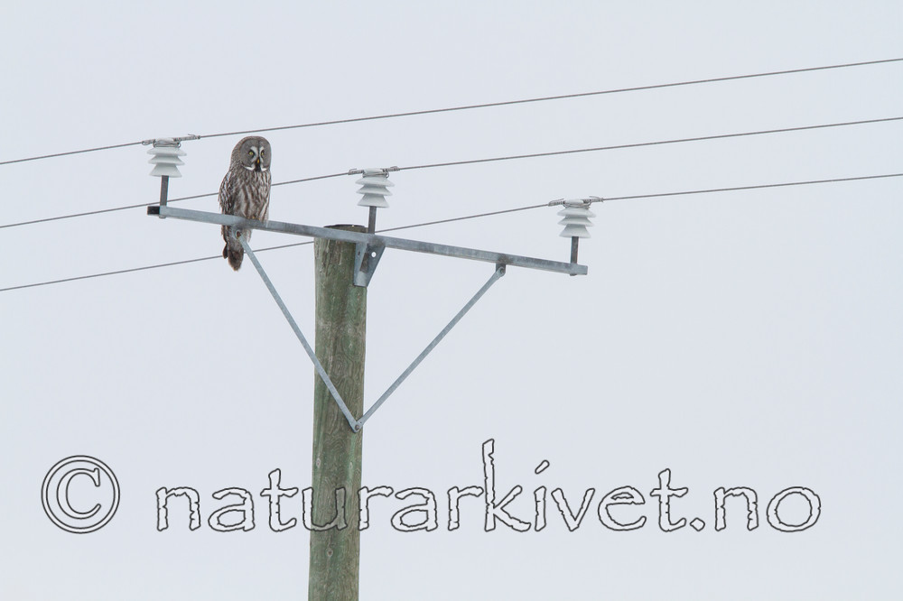 KA_120323_0586 / Strix nebulosa / Lappugle