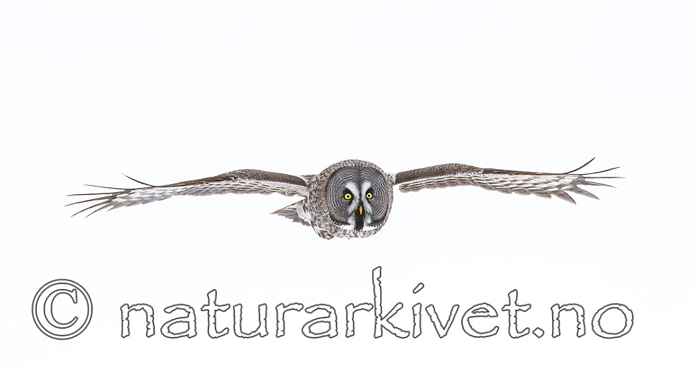 KA_120323_0593-Edit-3 / Strix nebulosa / Lappugle