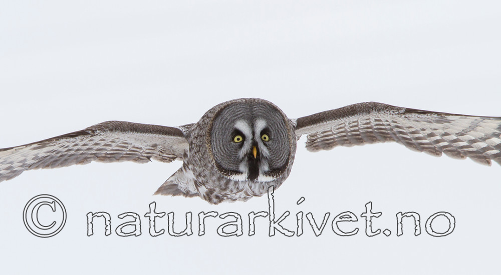 KA_120323_0598 / Strix nebulosa / Lappugle