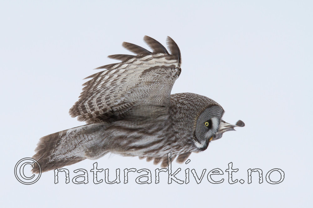 KA_120323_0683 / Strix nebulosa / Lappugle