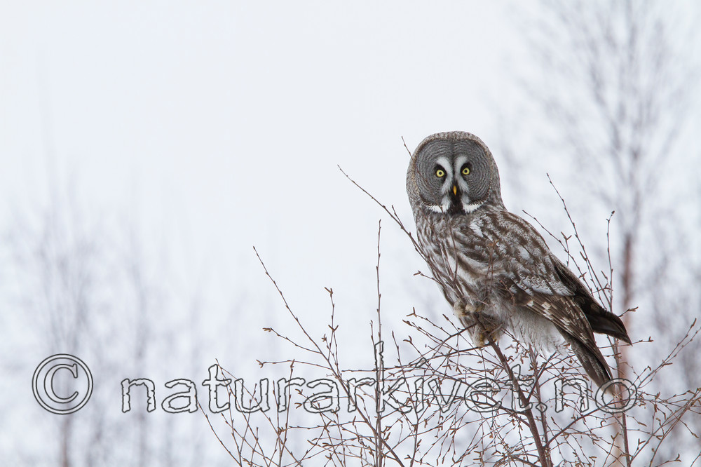 KA_120323_0703 / Strix nebulosa / Lappugle