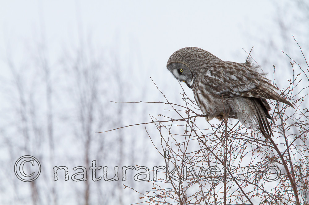 KA_120323_0711 / Strix nebulosa / Lappugle