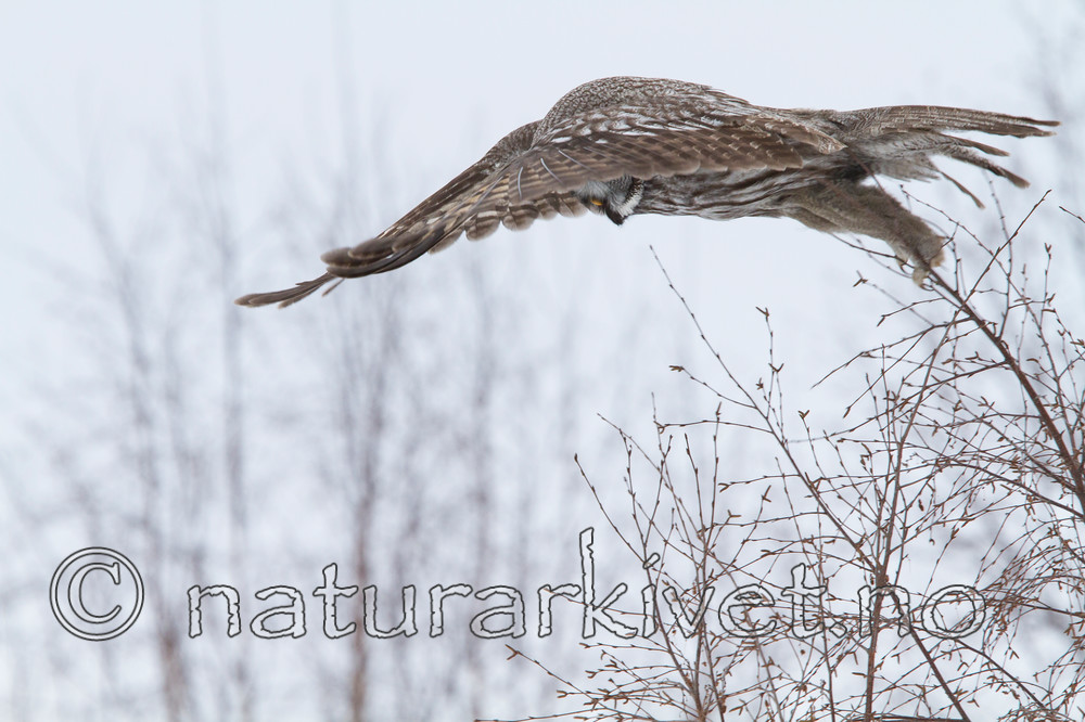 KA_120323_0712 / Strix nebulosa / Lappugle