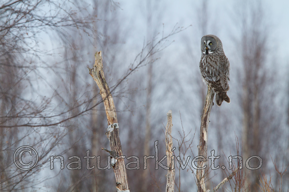 KA_120323_0759 / Strix nebulosa / Lappugle