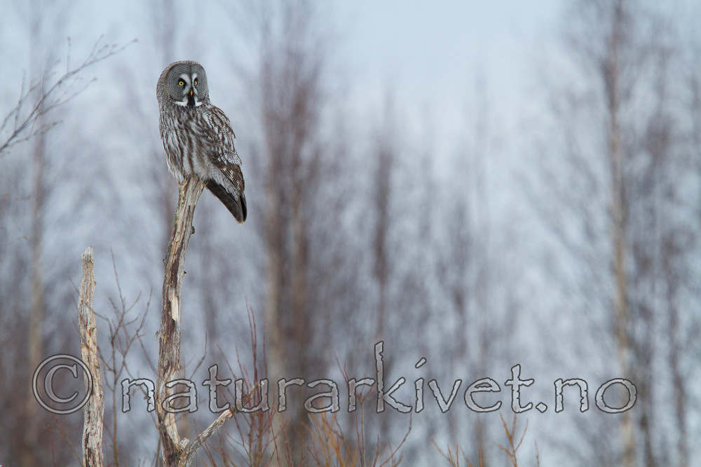 KA_120323_0767 / Strix nebulosa / Lappugle