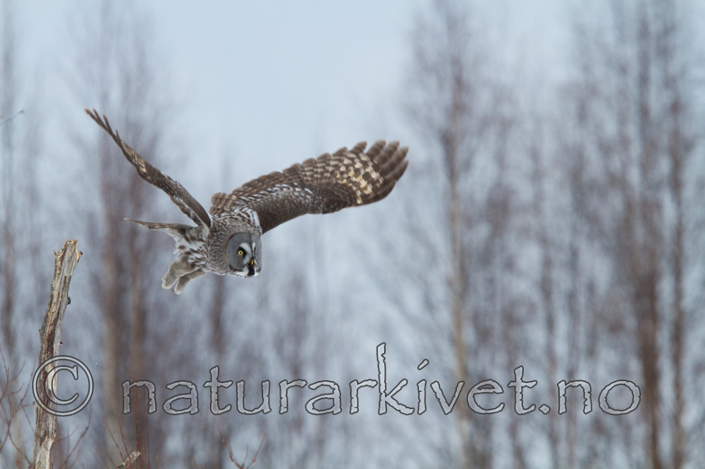 KA_120323_0773 / Strix nebulosa / Lappugle