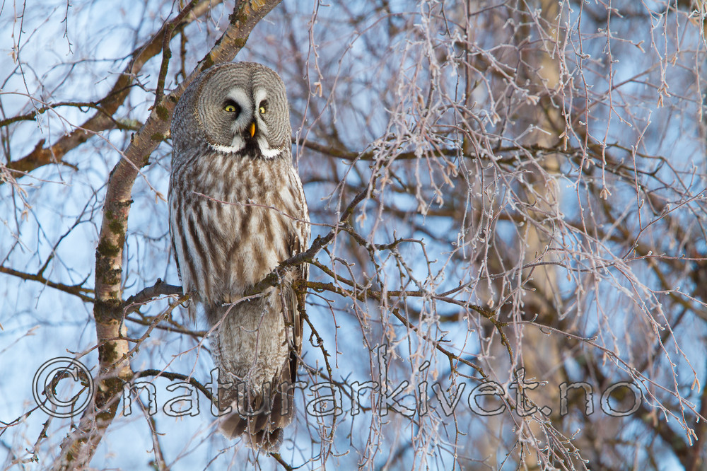 KA_120324_0792 / Strix nebulosa / Lappugle
