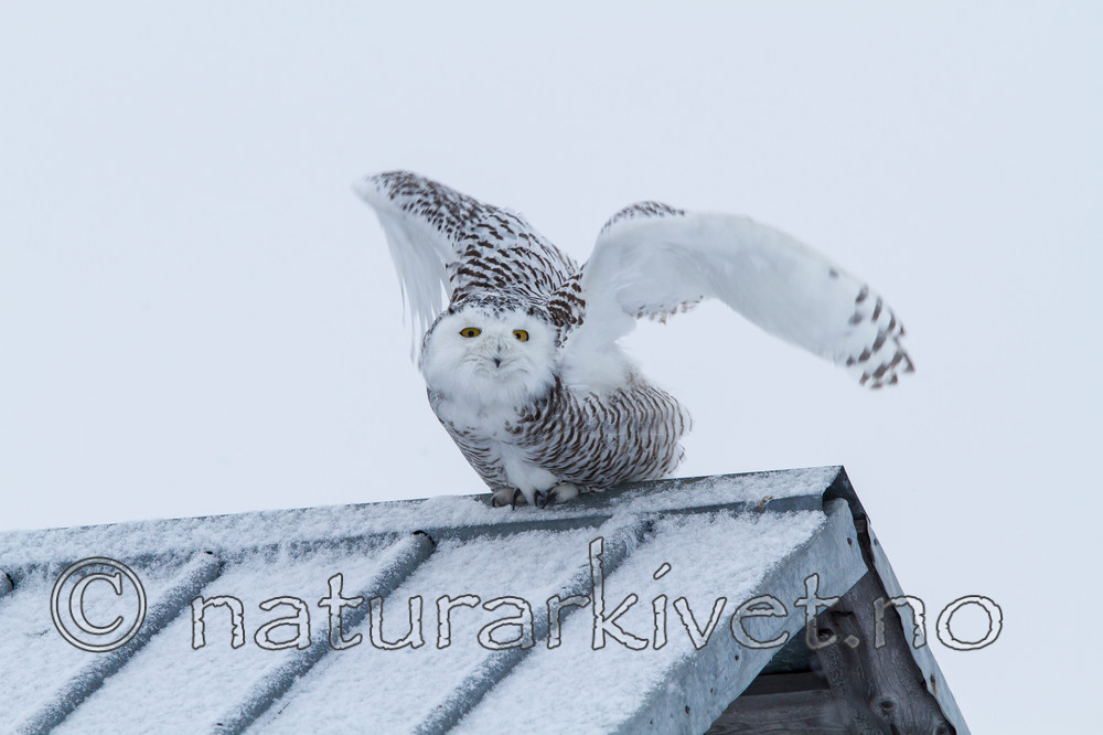KA_120325_0886 / Bubo scandiacus / Snøugle