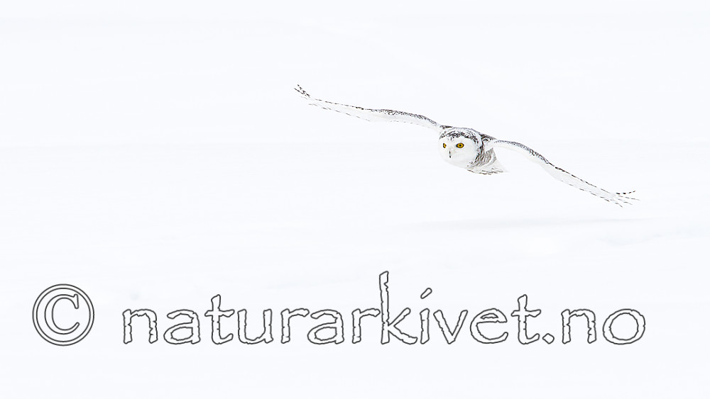 KA_120325_0898 / Bubo scandiacus / Snøugle