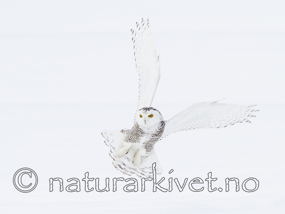 KA_120325_0900 / Bubo scandiacus / Snøugle