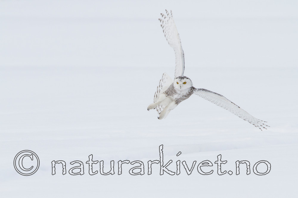 KA_120325_0901 / Bubo scandiacus / Snøugle