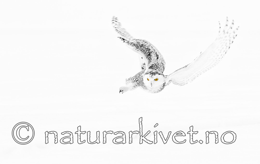 KA_120325_0902_SH / Bubo scandiacus / Snøugle